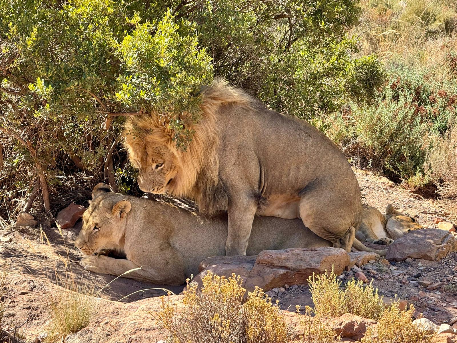 Aquila Game Reserve - Safari 2